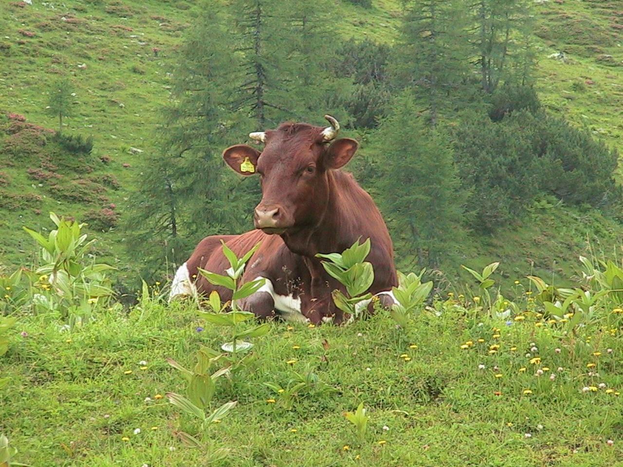 Pension Bartlbauer Ramsau am Dachstein Luaran gambar