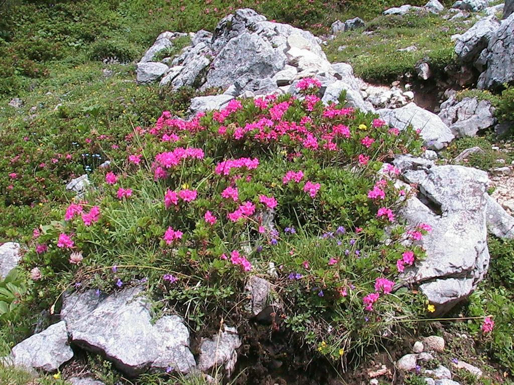 Pension Bartlbauer Ramsau am Dachstein Luaran gambar