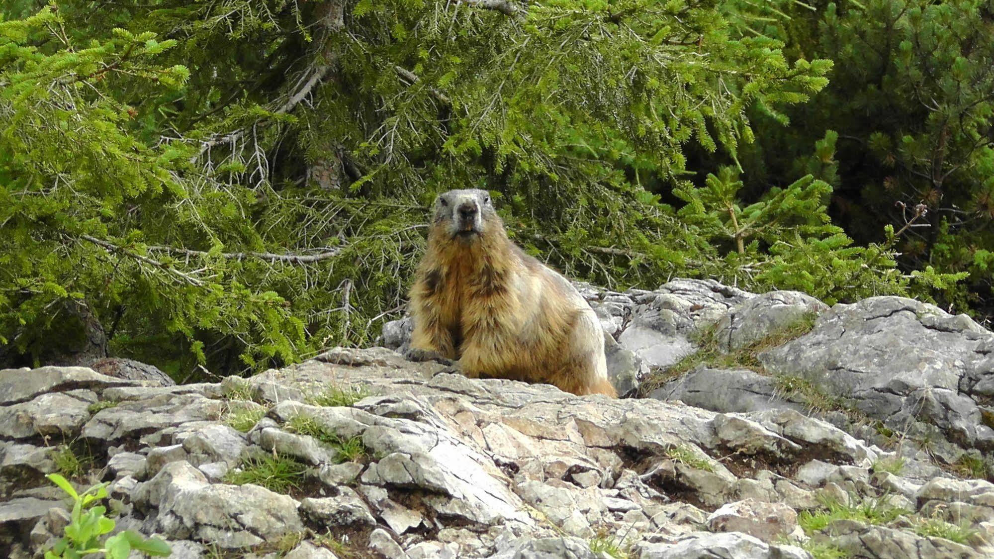Pension Bartlbauer Ramsau am Dachstein Luaran gambar